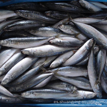 Caballa de caballos de pescado de tamaño medio congelado